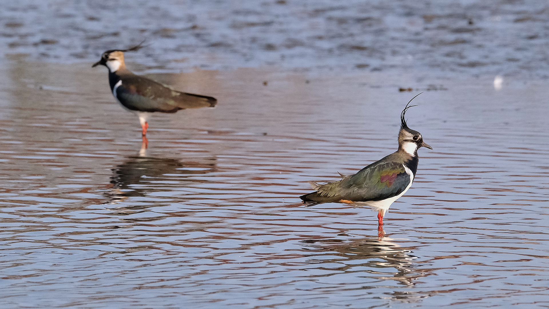 Foto weidevogels kievit