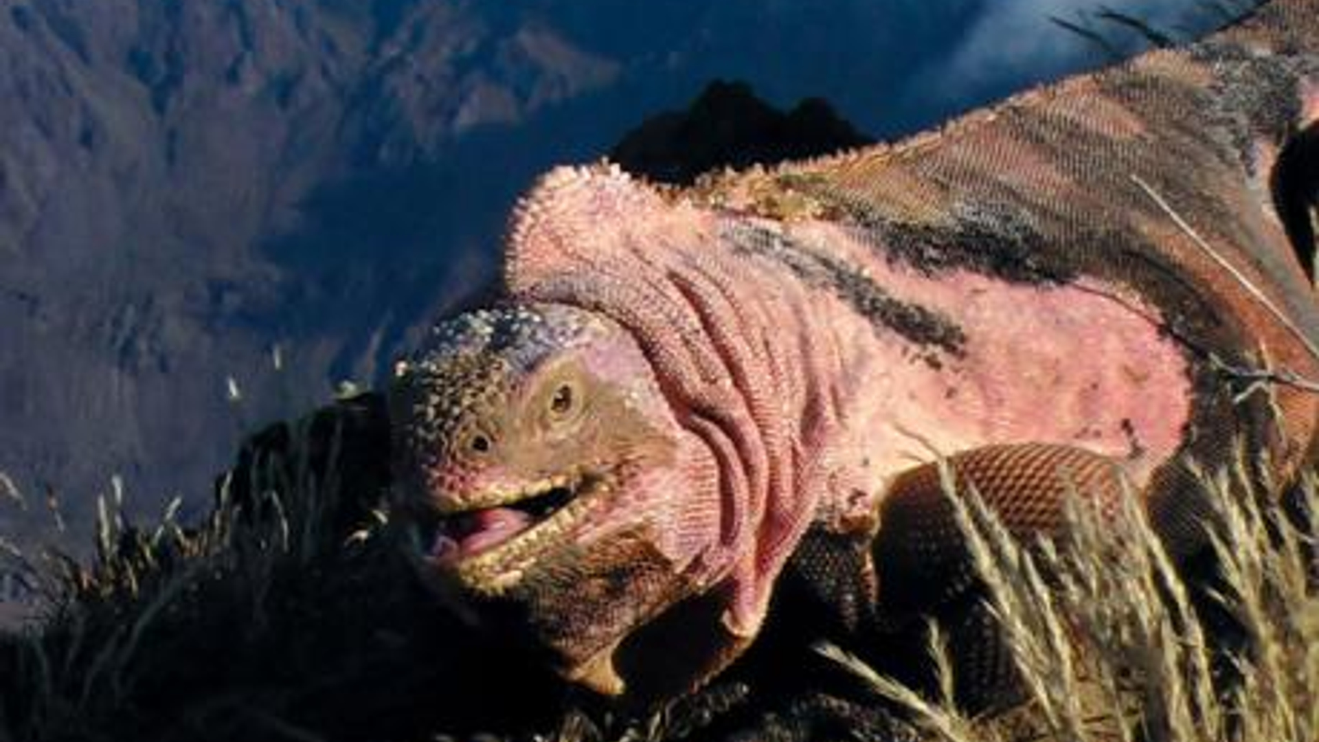 Iguana_1216338c.jpg