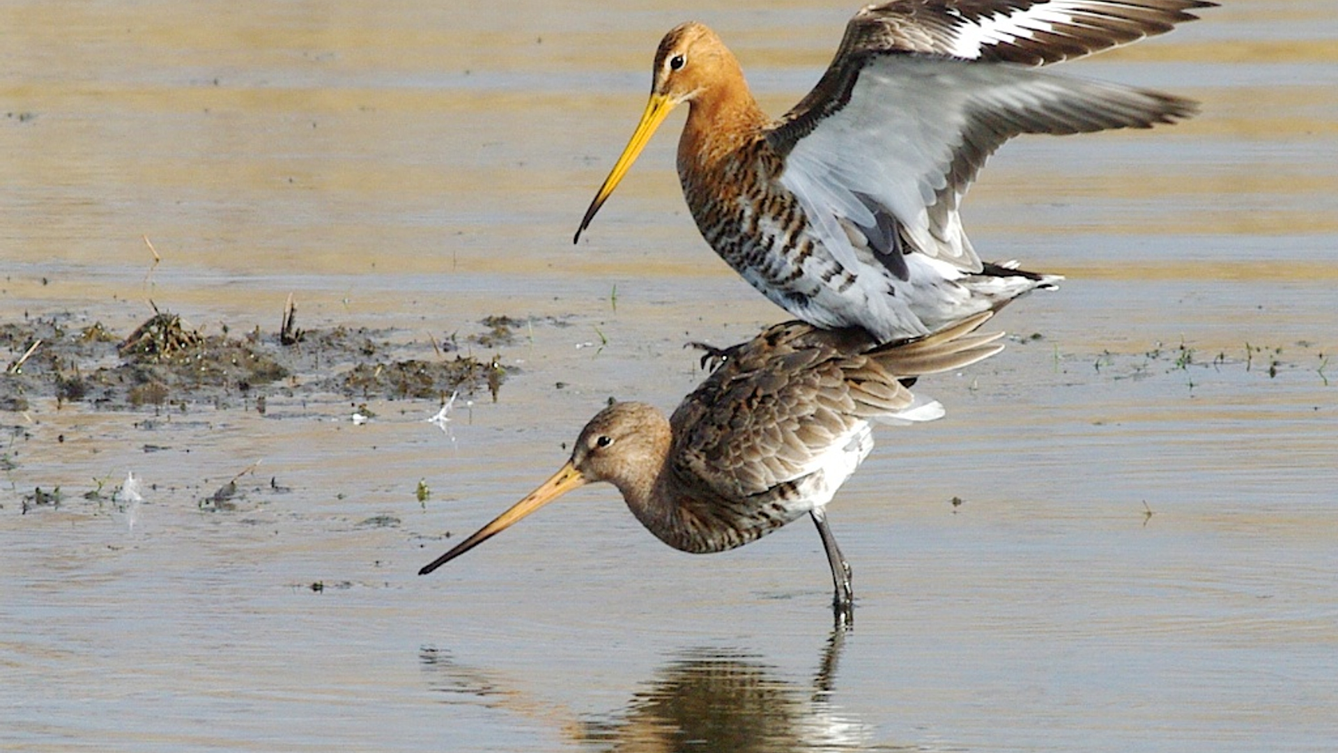 grutto's parend (c) Rob Buiter