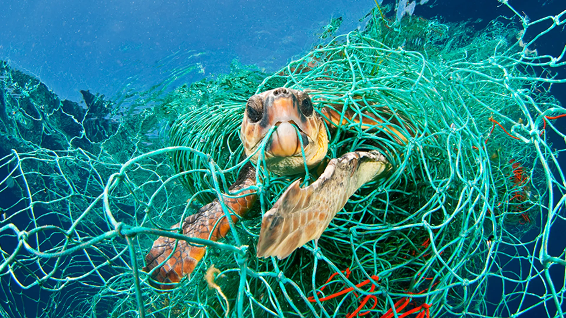 Dikkopschildpad-verstrikt-in-spooknet-in-Middellandse-Zee-_naturepl.com-Jordi-Chias-WWF