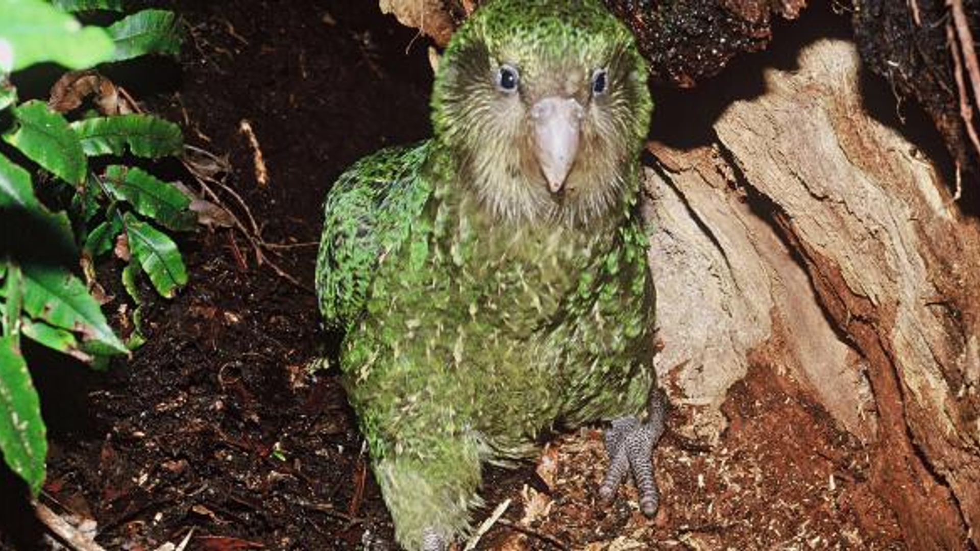 Kakapo_papegaai_AFP_0.jpg
