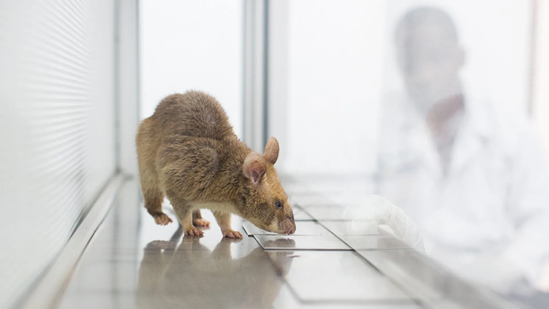 Rat van Belgische organisatie APOPO