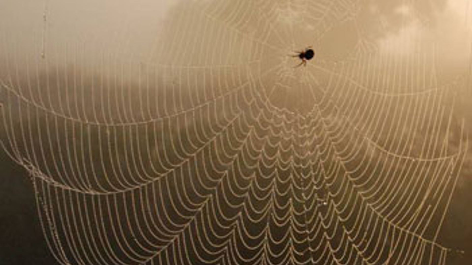 spinnenweb.jpg