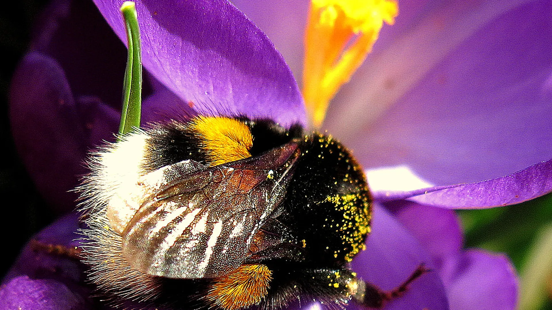 hommel_08.jpg