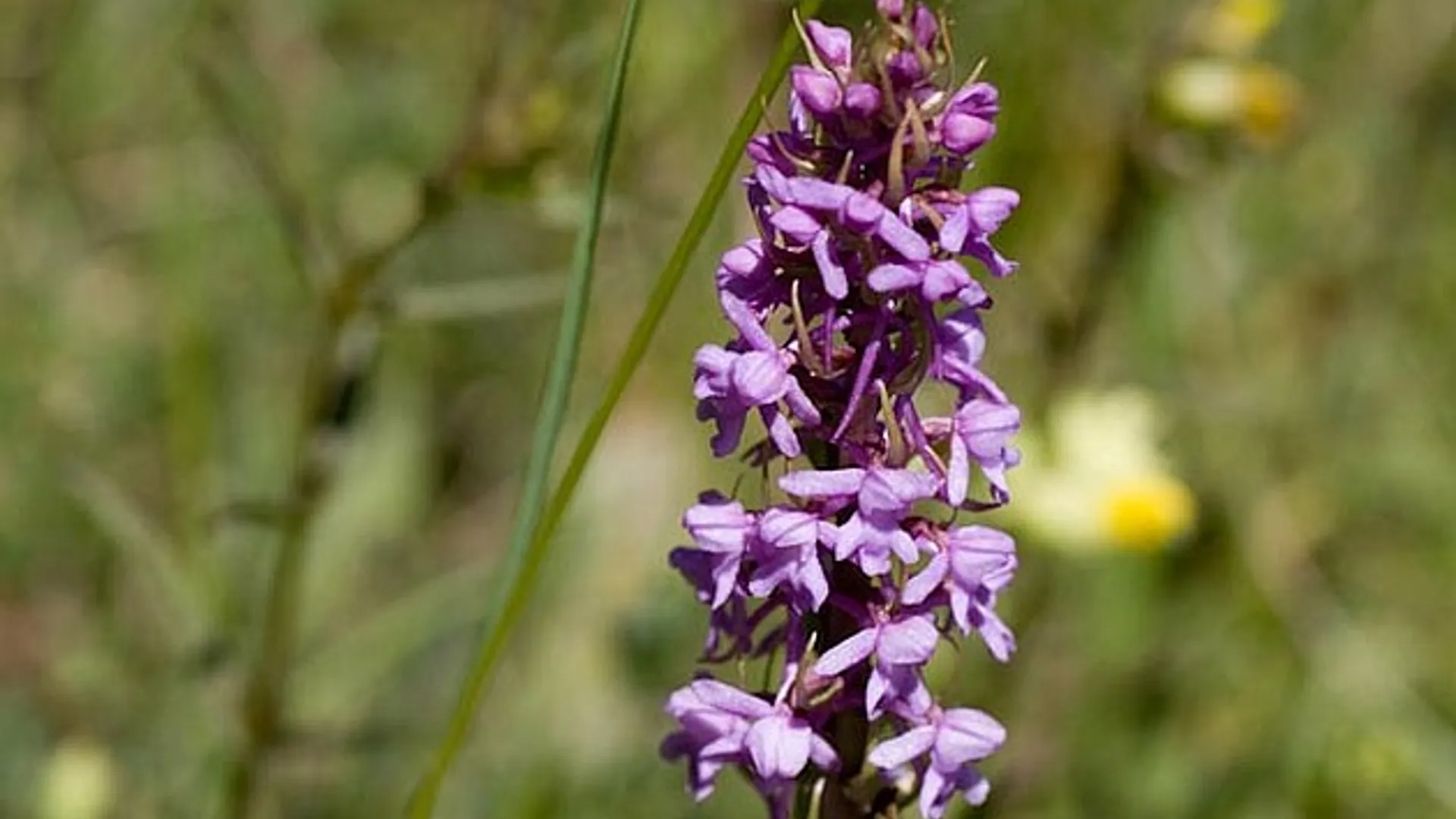 Grote_Muggenorchis.jpg