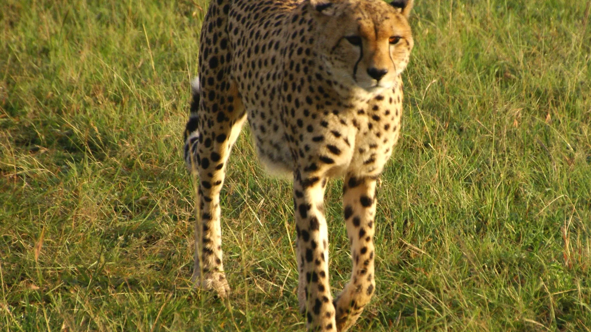 cheetah_05.jpg