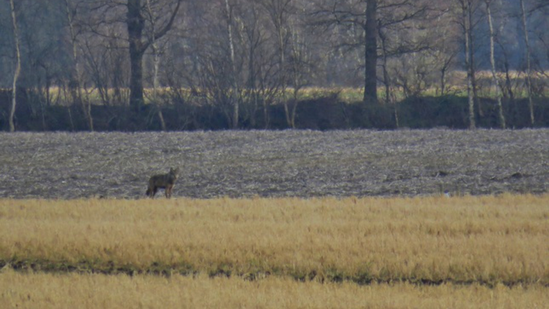 Wolf in Drenthe