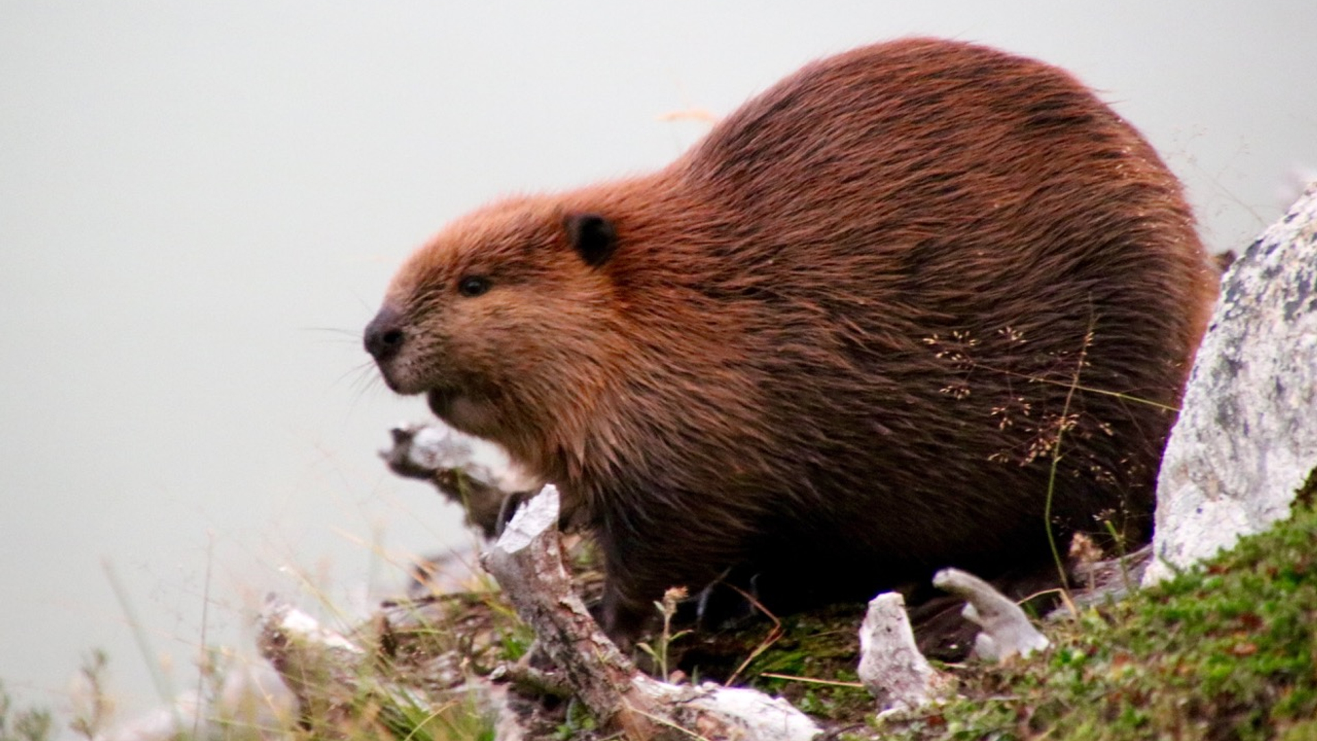 Bever in Vuurland