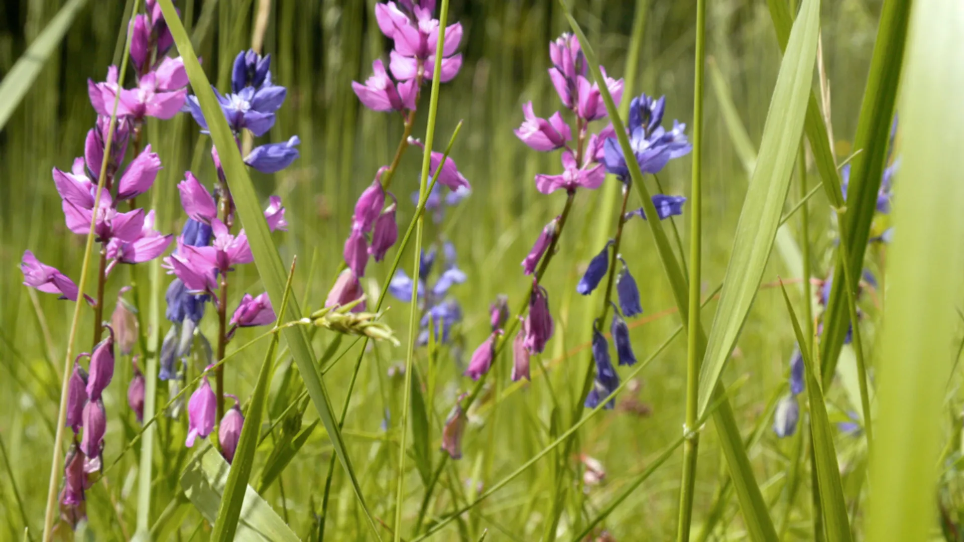 Bloemenwei_Frankrijk.jpg