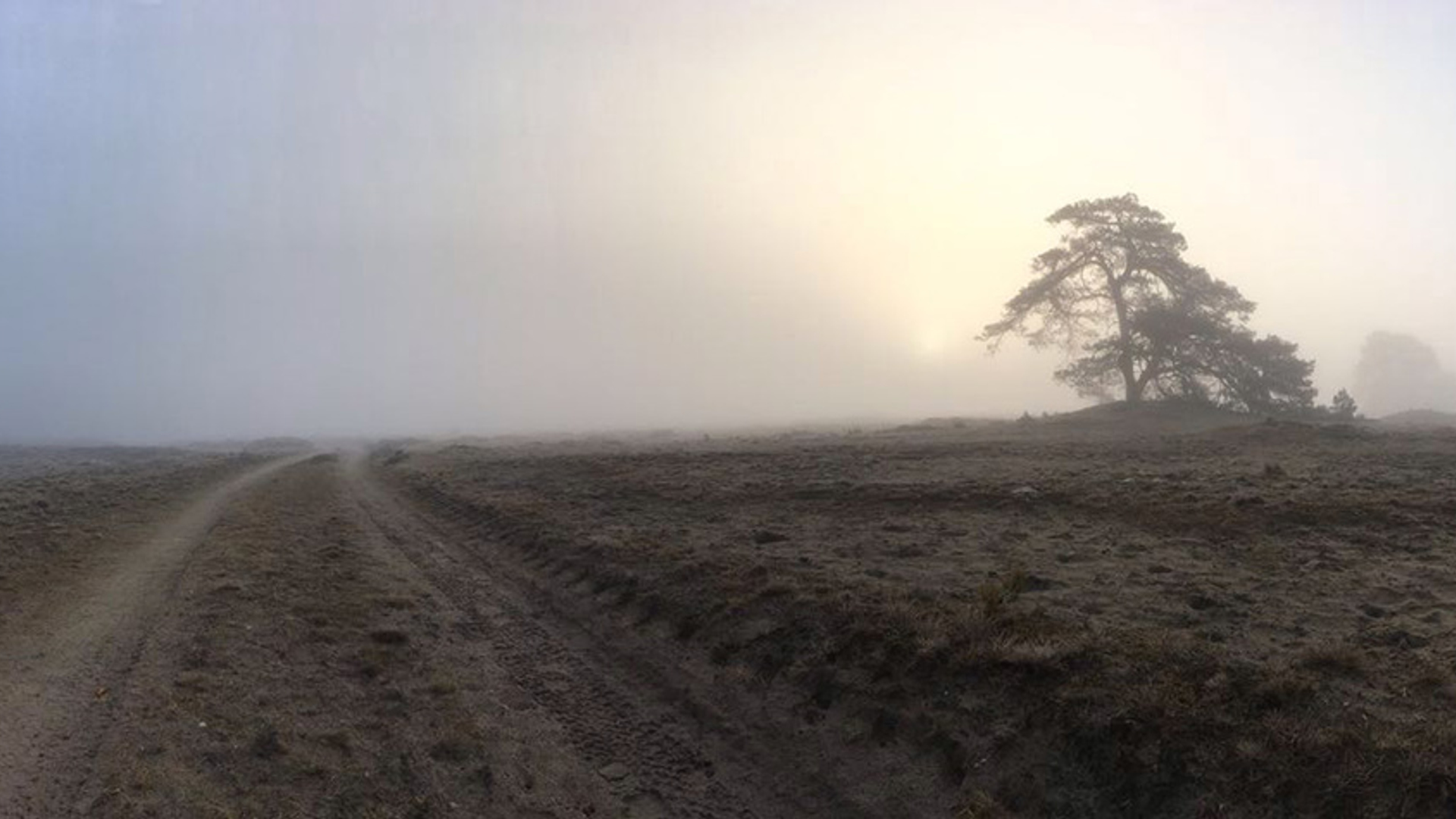 Hoge veluwe foto