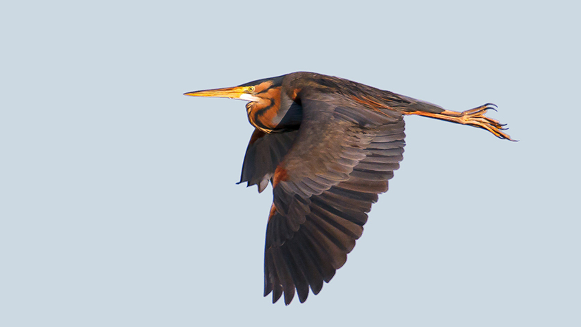 purperreiger InaBouhuijzen