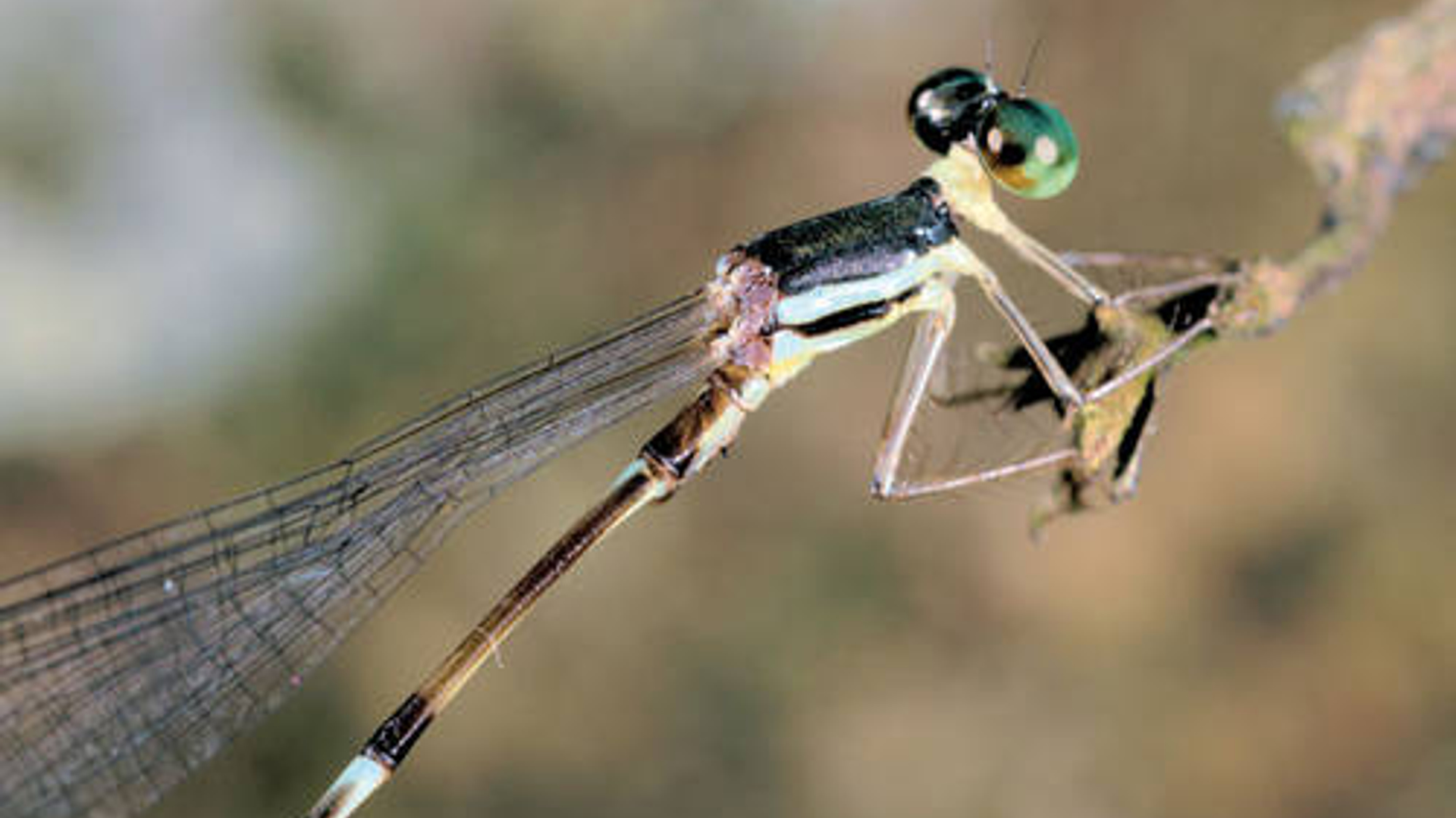 libelle_03.jpg