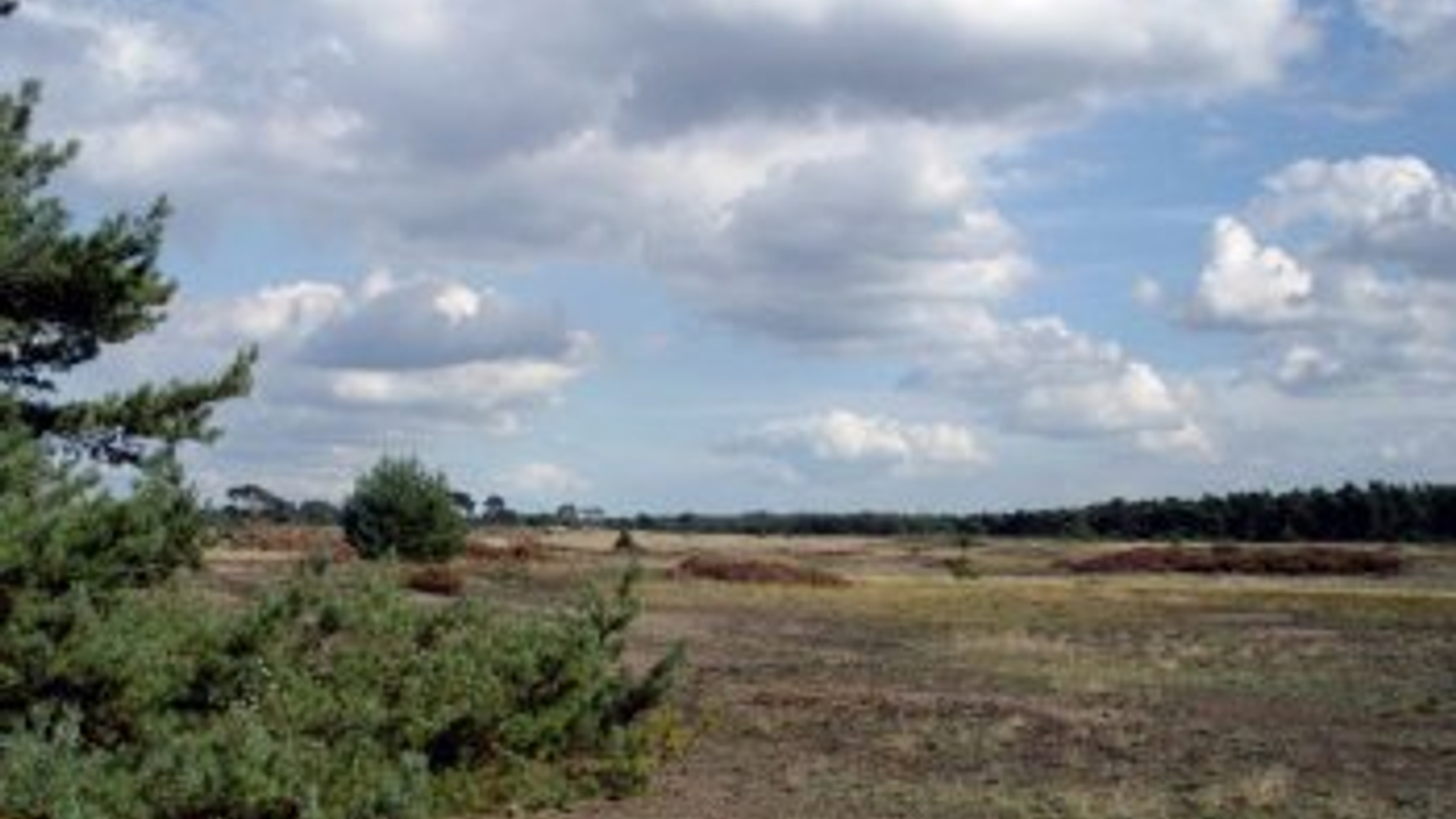 veluwe.jpg