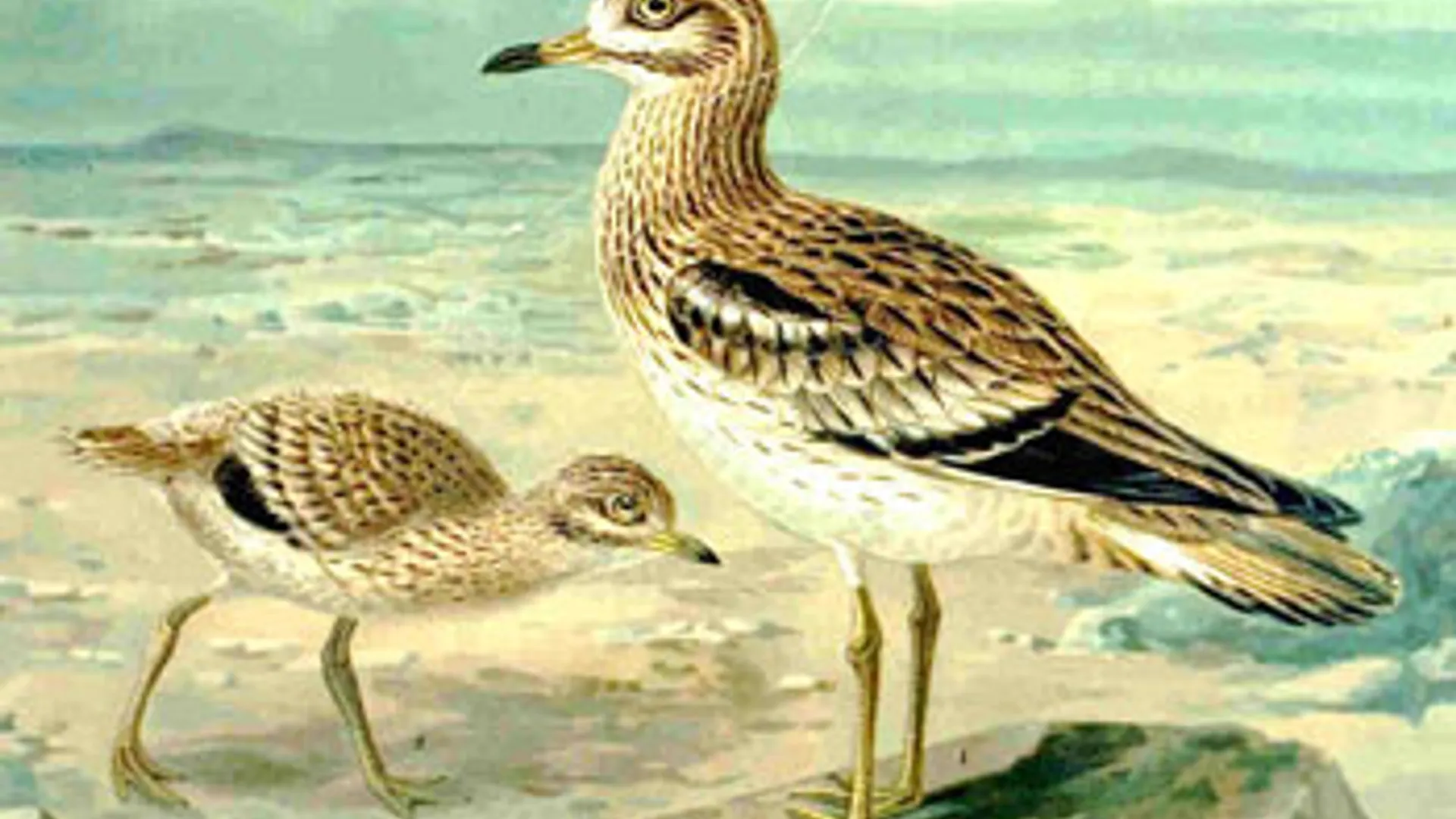 Burhinus_oedicnemus.jpg