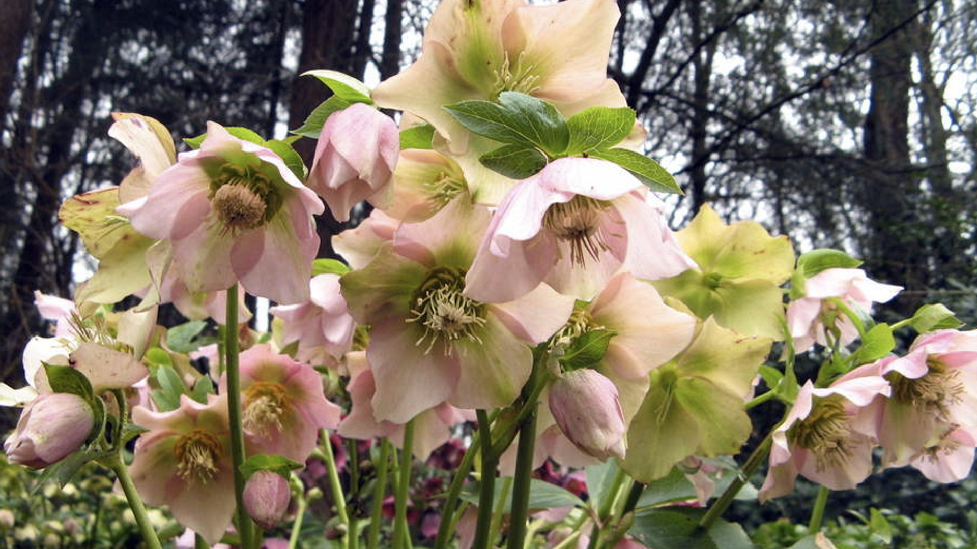 Helleborus_orientalis_van_zantw005.jpg