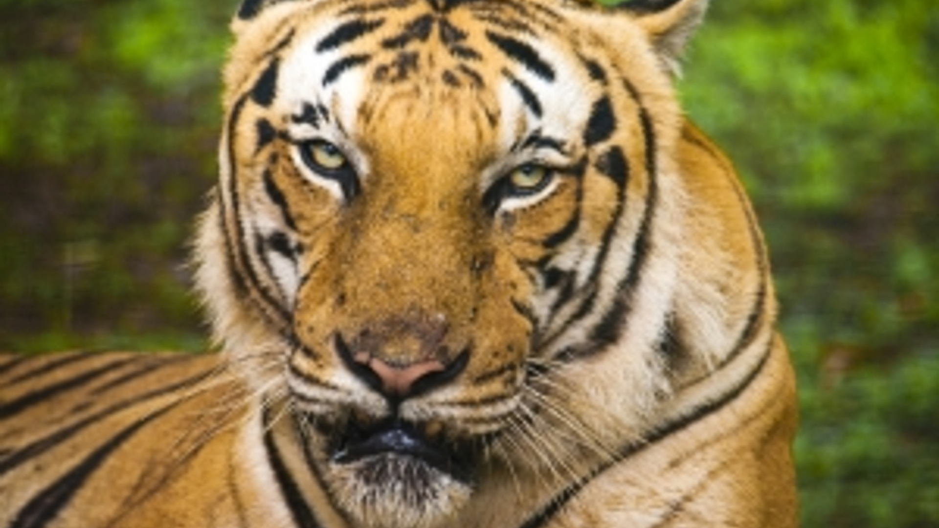 1343743_tiger_looking_at_the_camera.jpg