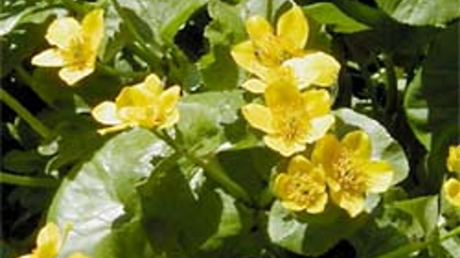 dotterbloem.jpg