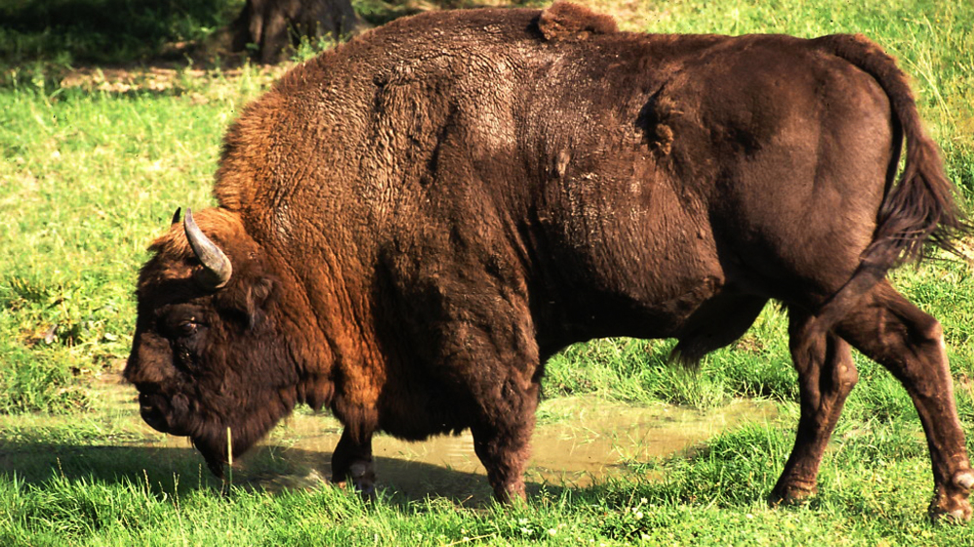 Wisent.jpg