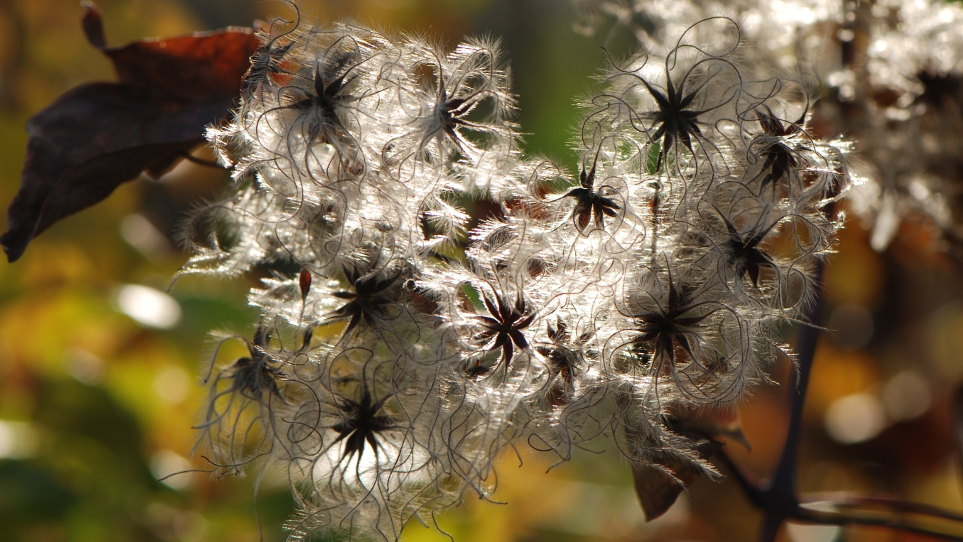 Clematis_50.jpg