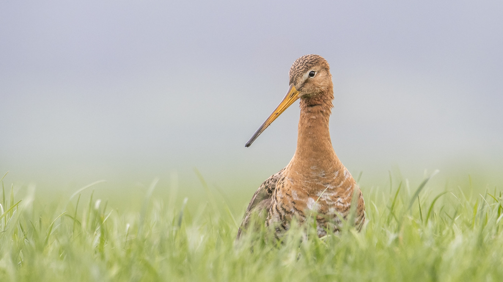 grutto_in_het_gras_erikveldkamp