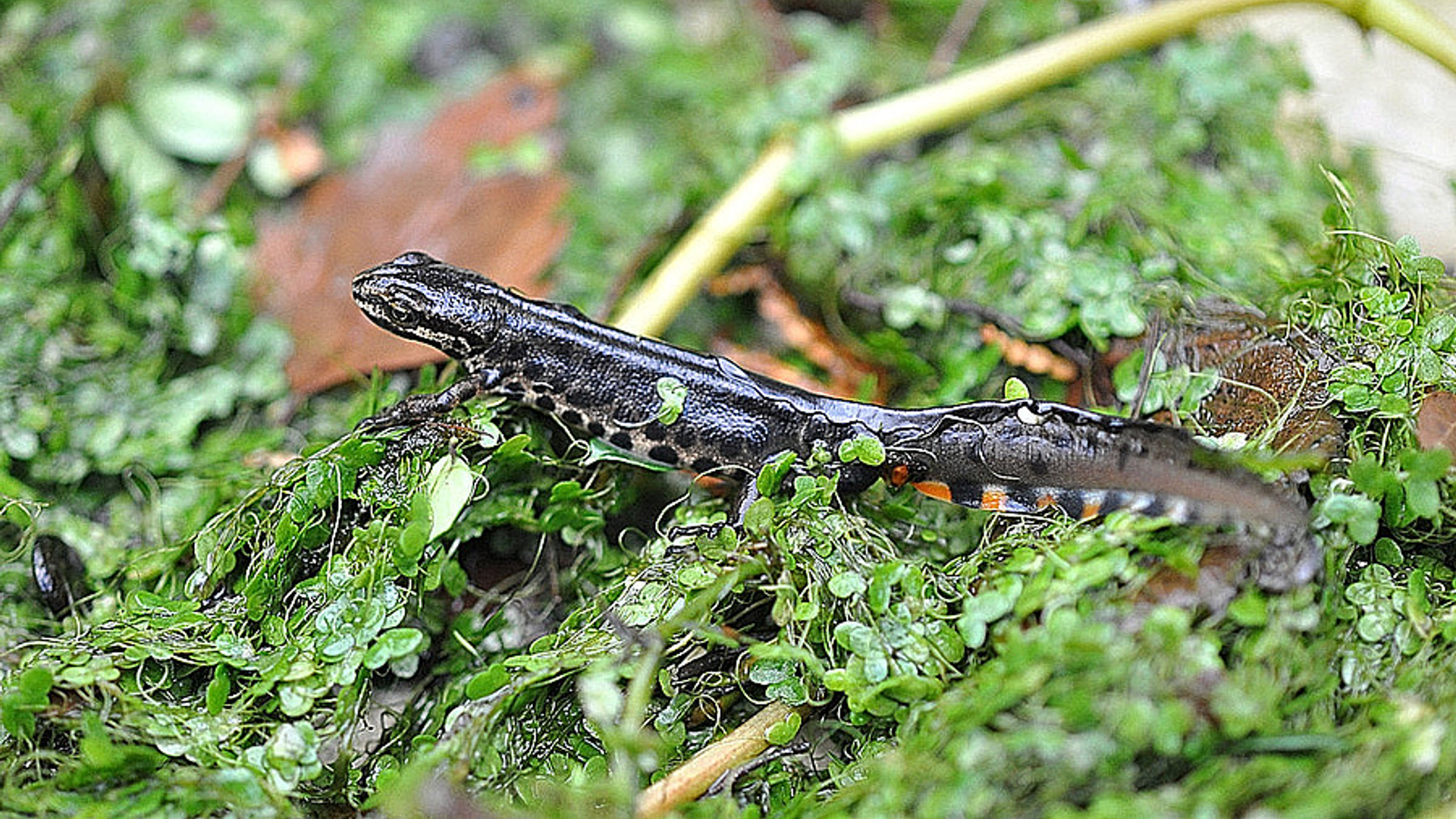 Kleine_watersalamander.jpg