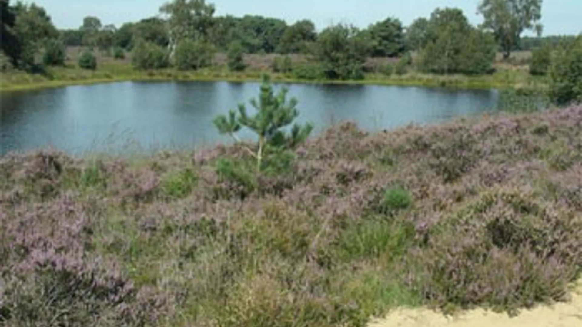 Landschap.jpg