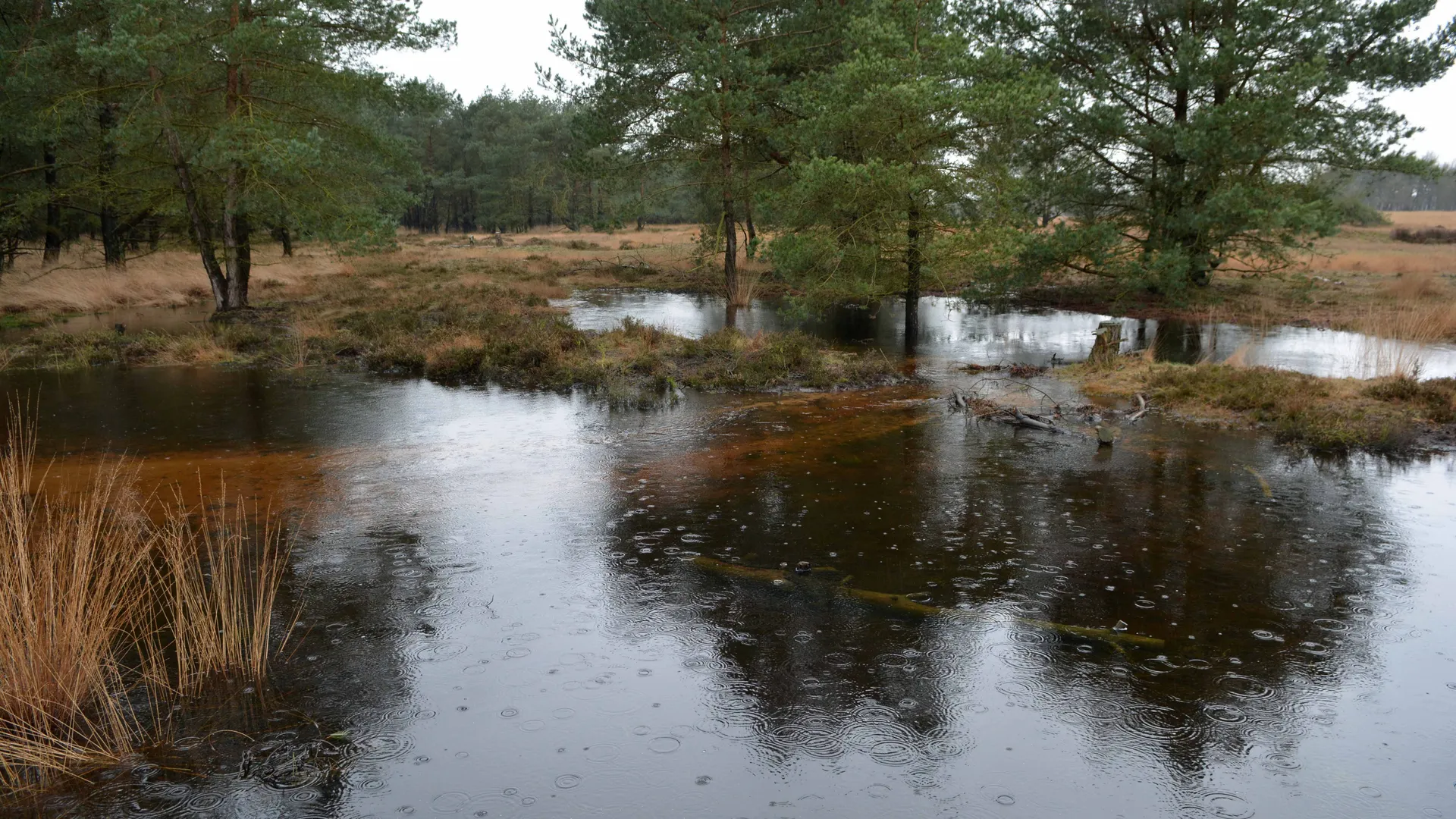 DSC_9130.jpg
