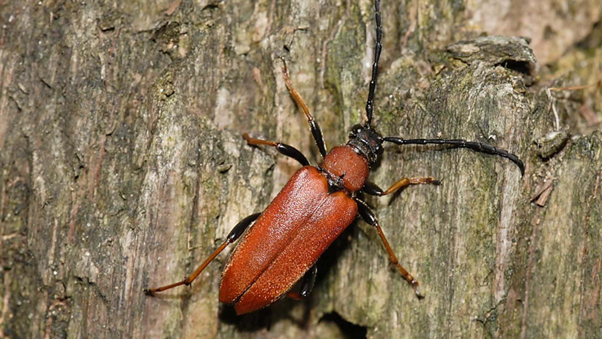 Stictoleptura-rubra__Ed_Colijn_.jpg