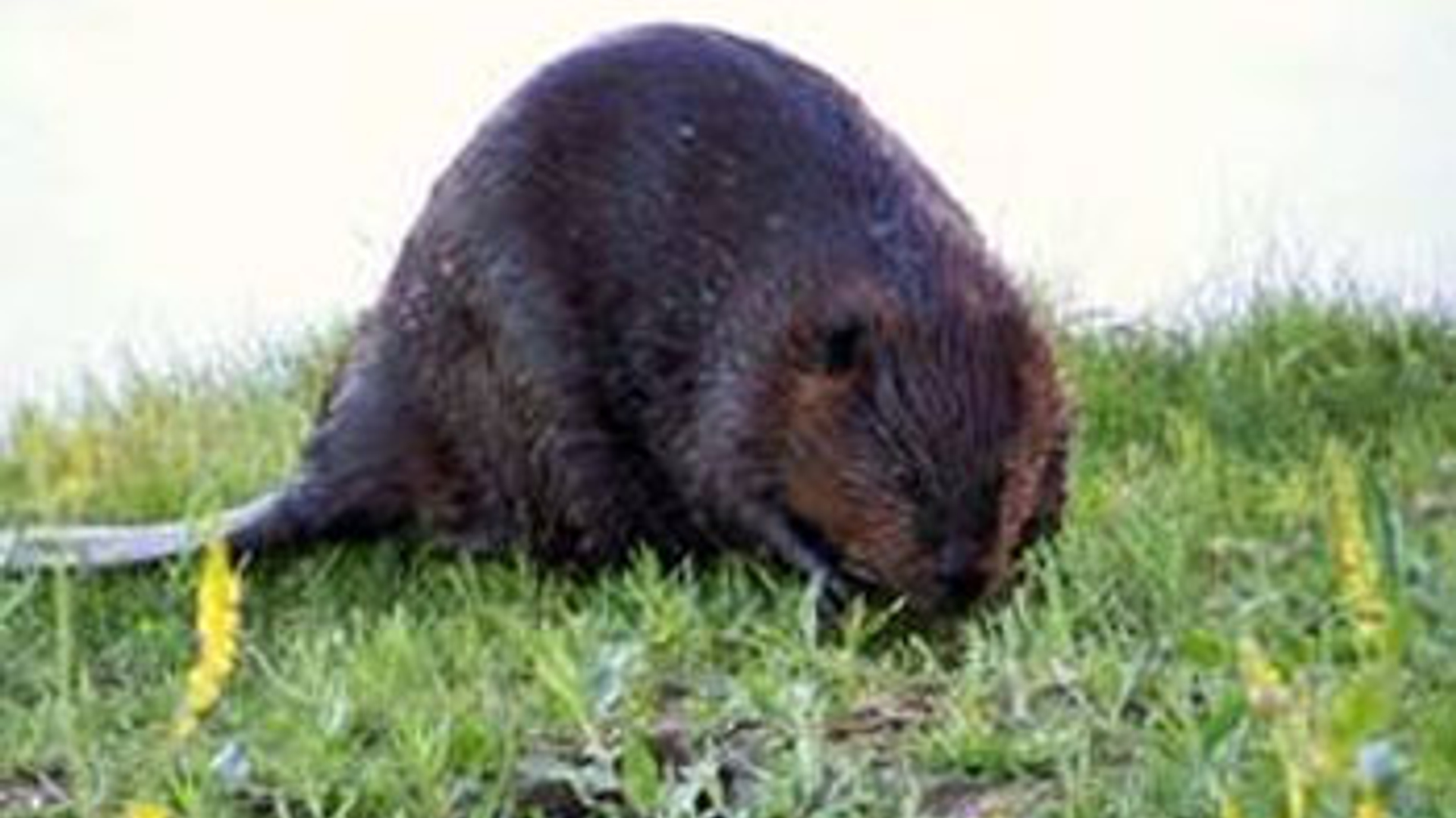 bever_05.jpg