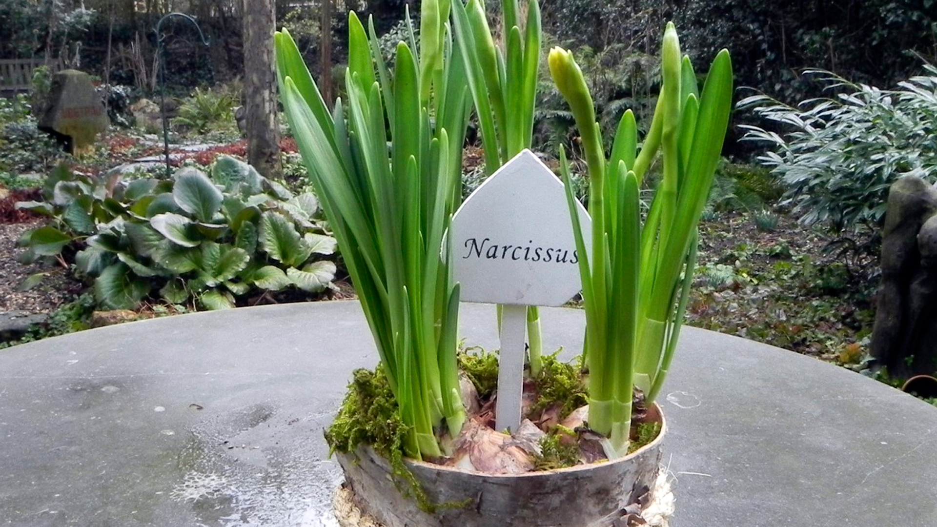 Narcissenpot.jpg
