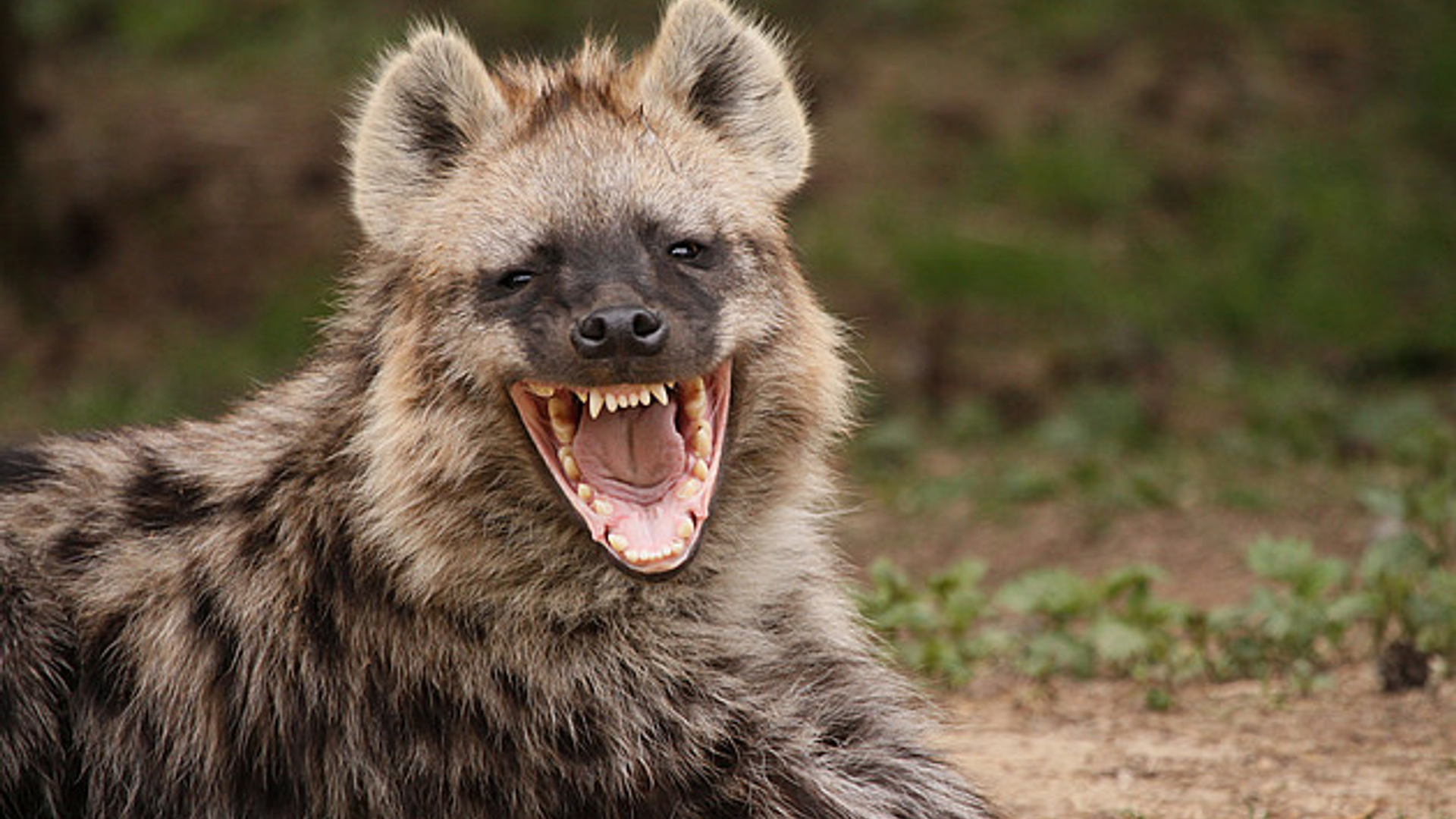 Hyena_willemth.jpg
