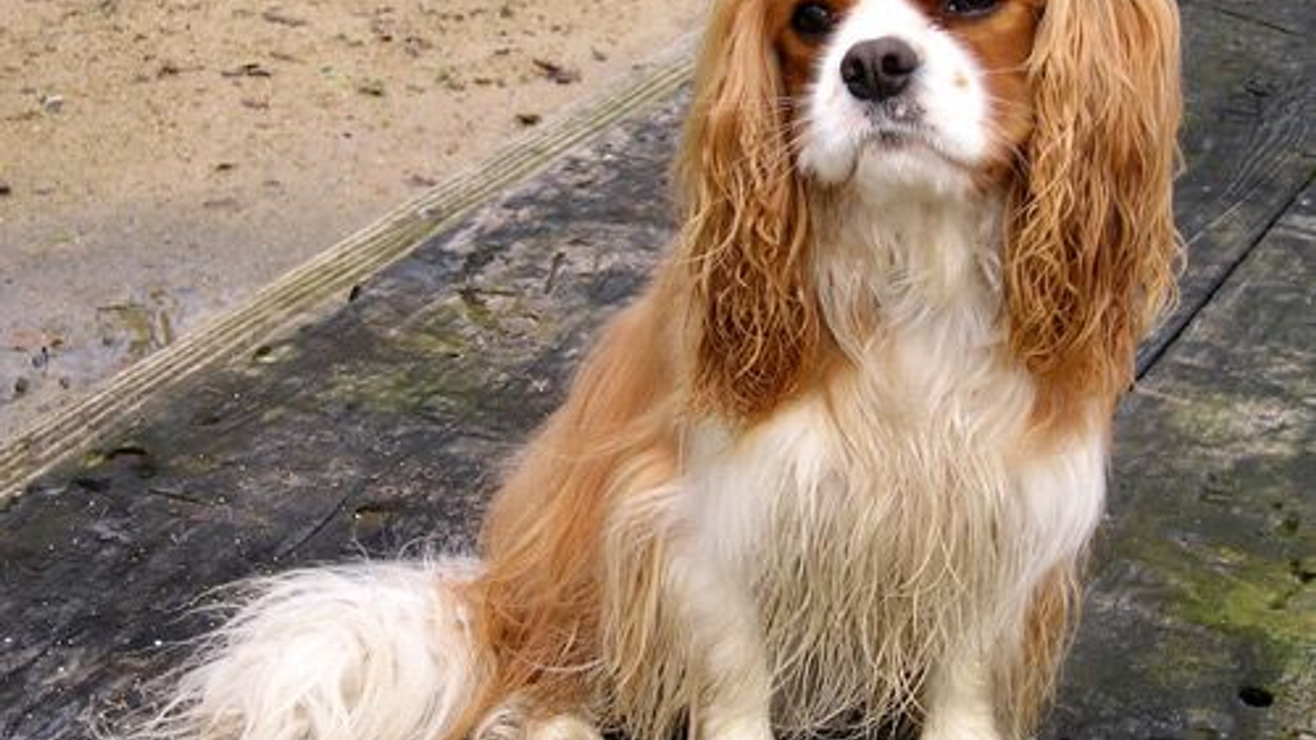 Cavalier_King_Charles_Spaniels.jpg