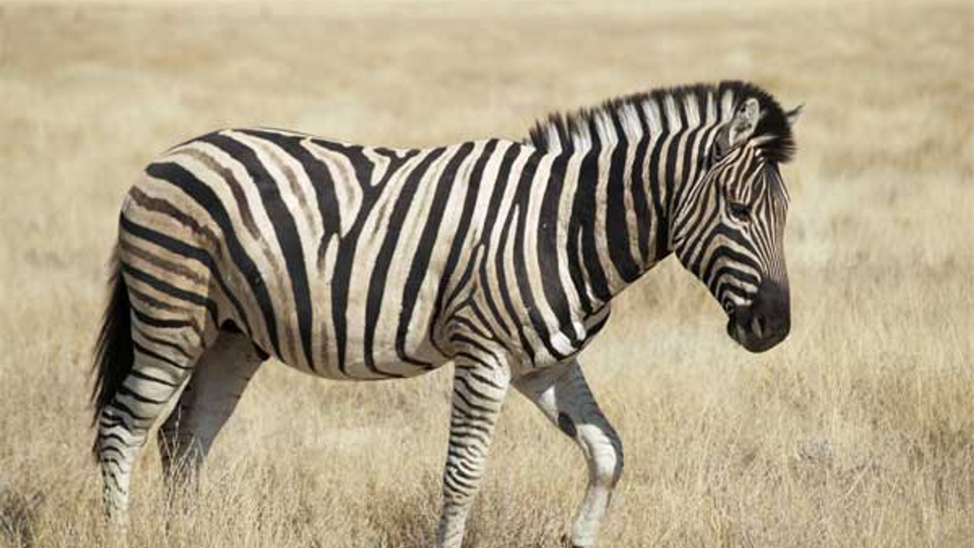 zebra.jpg
