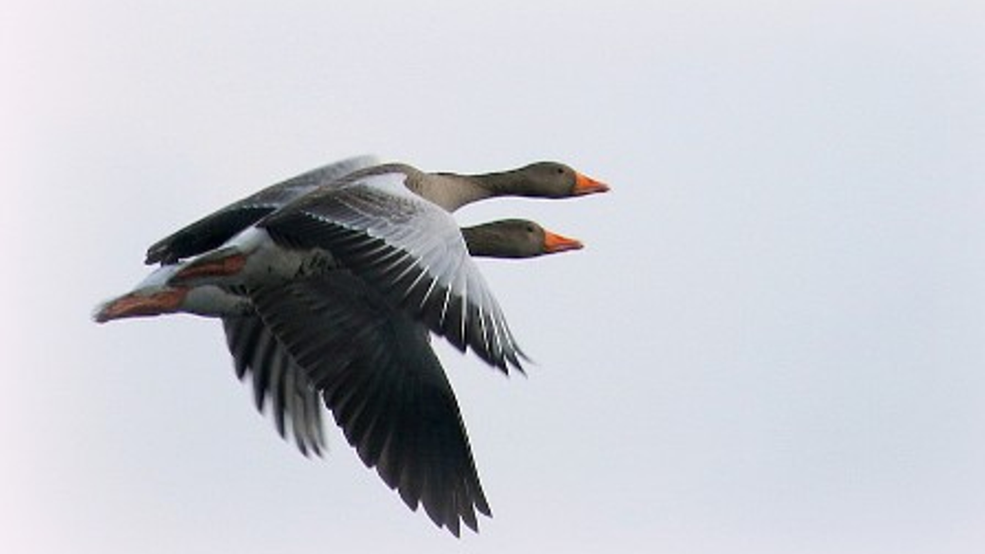 c650e80d7b.jpg