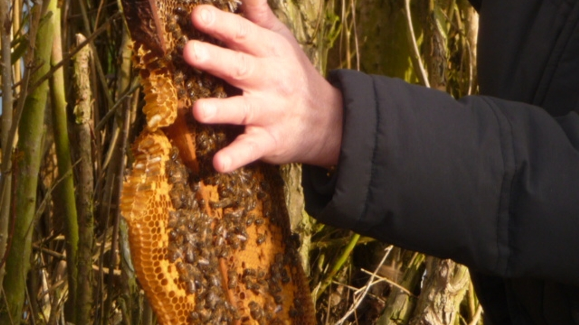 hand2.jpg