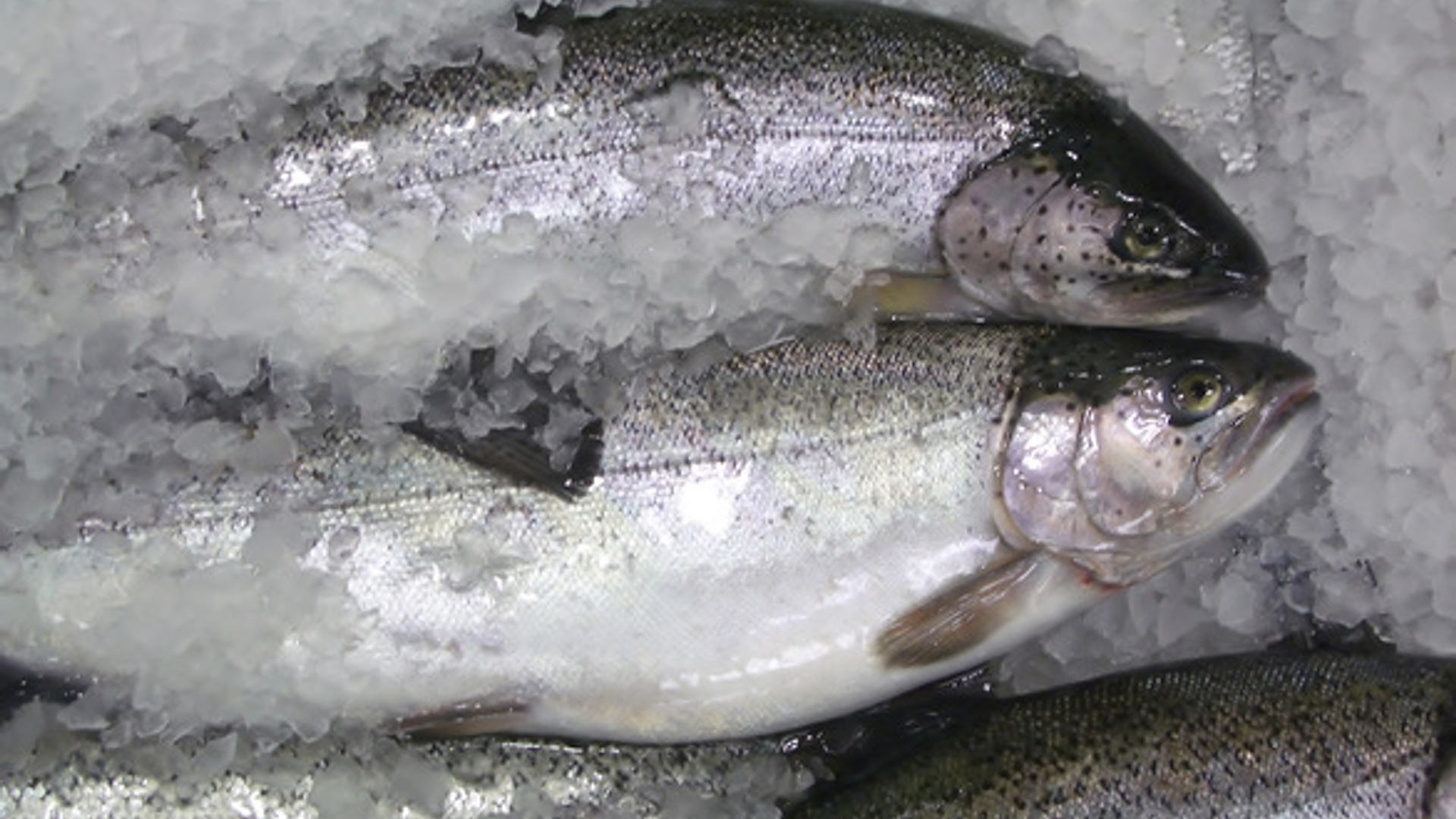 fishes-1549172.jpg