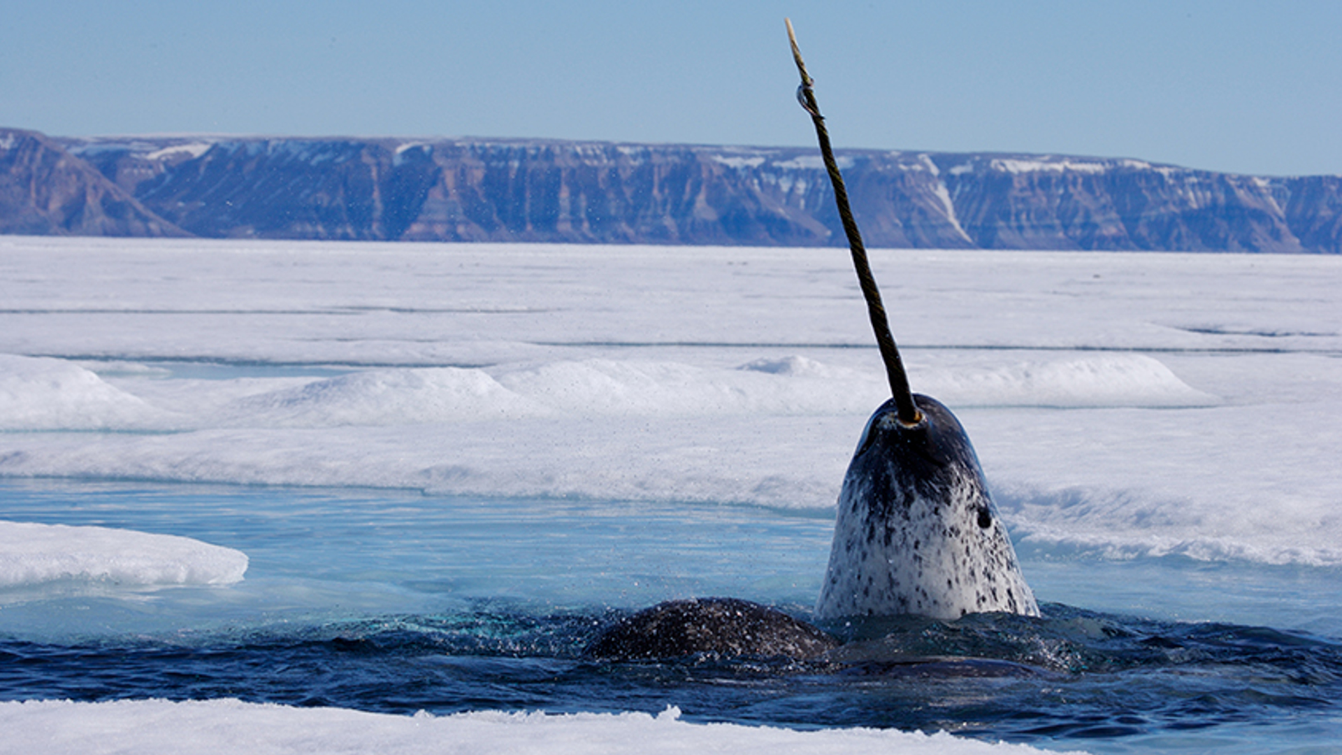 Paul-Nicklen-National-Geographic-Stock--WWF-Canada