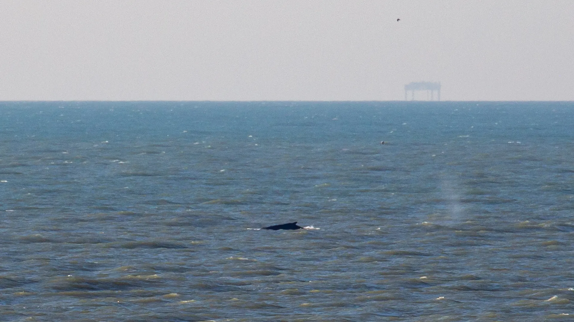 Bultrug Camperduin (c) Jeroen Hoekendijk