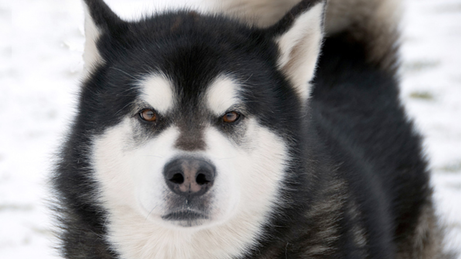 Husky_Manuela.jpg