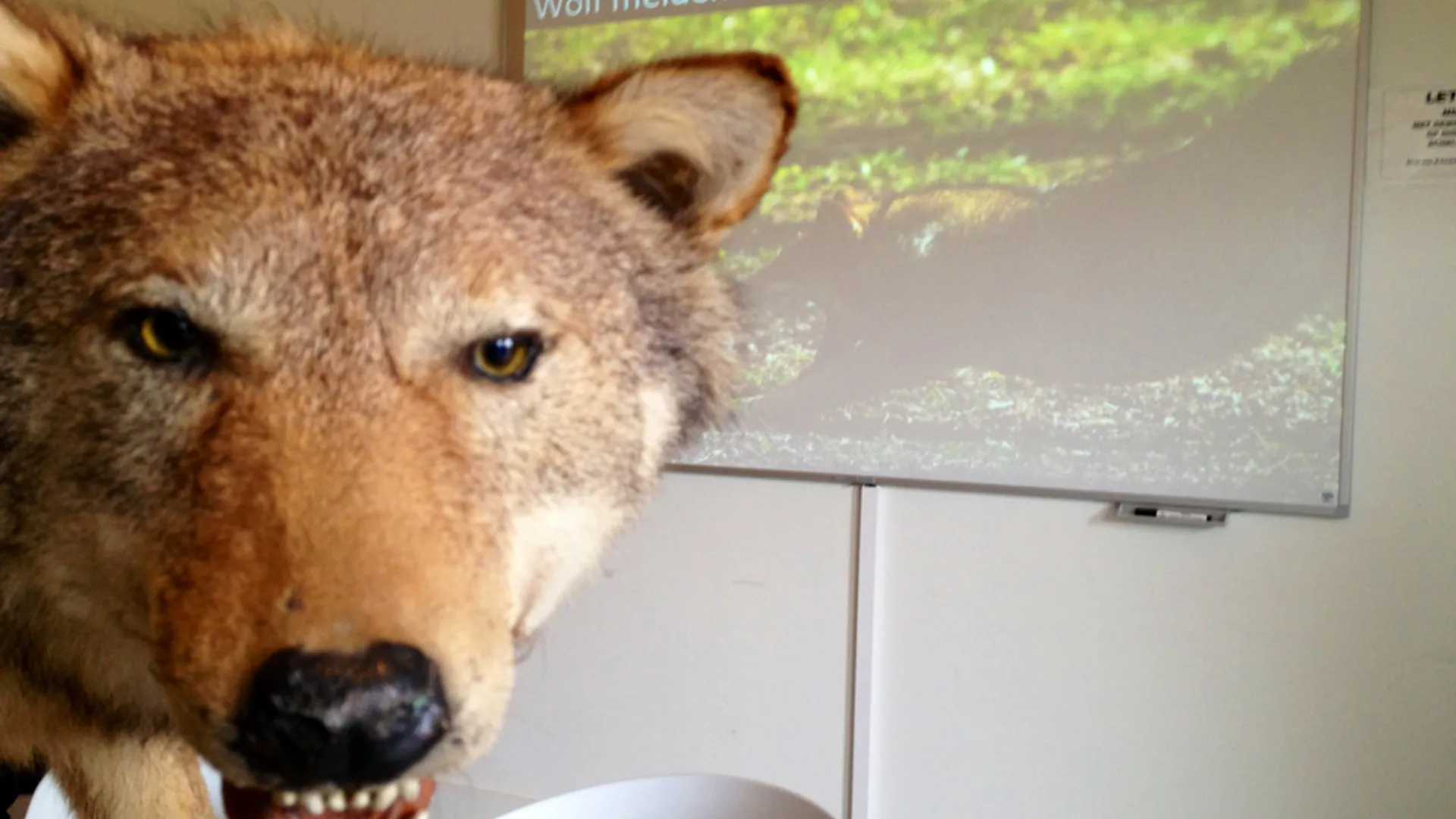 wolf_1.JPG