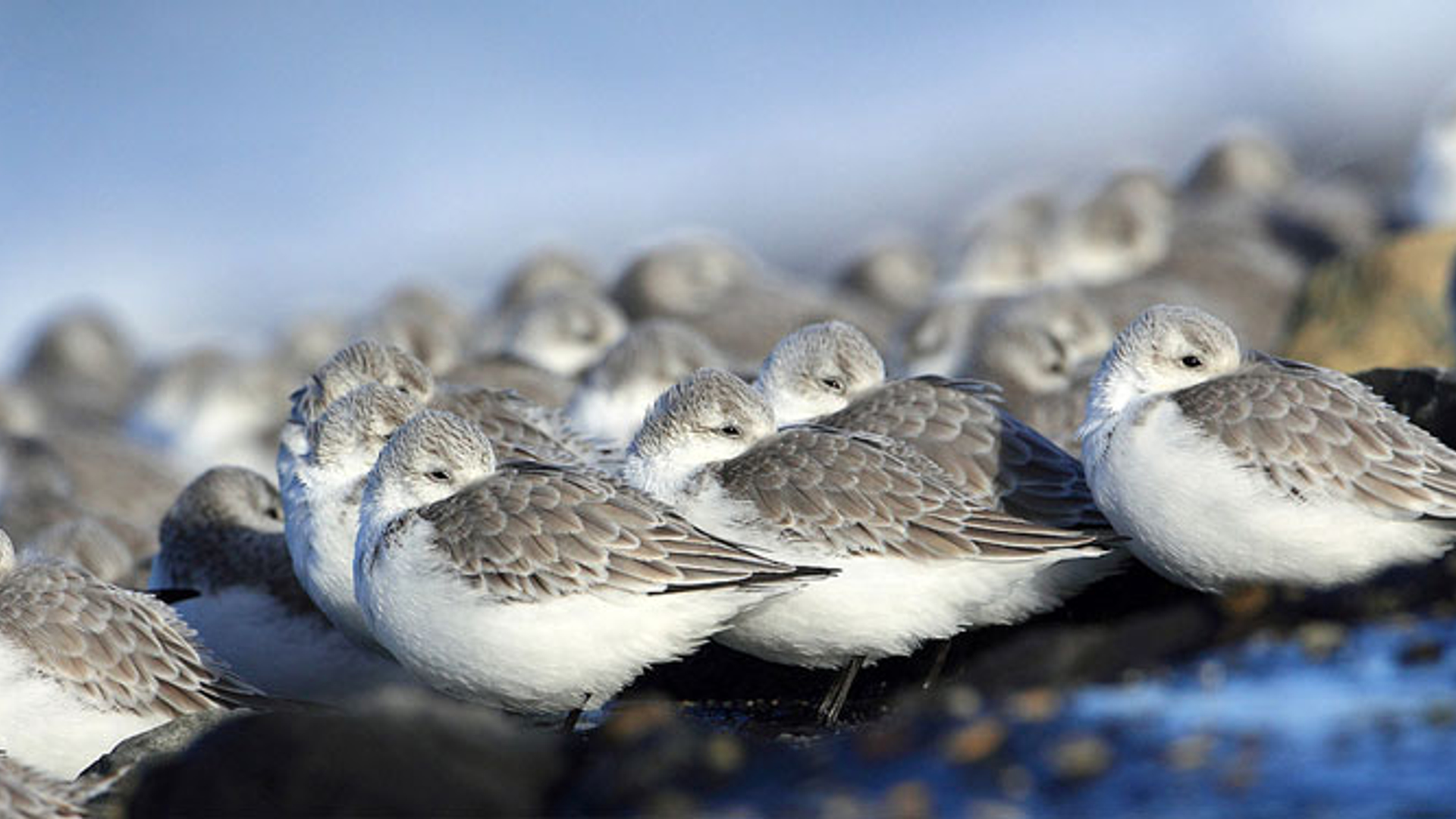 Drieteenstrandlopers