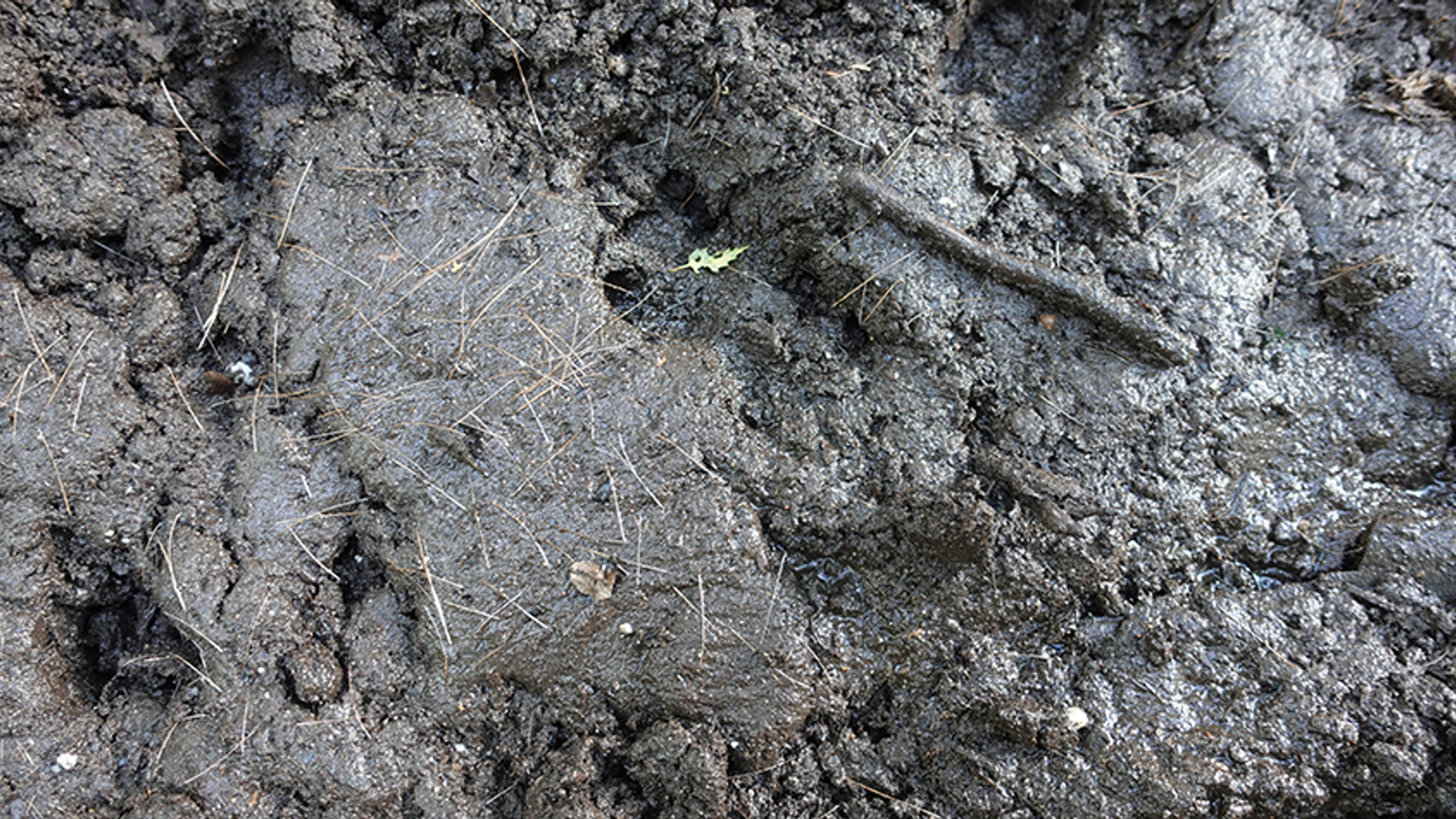 zoel-edelhert-haren_001__O