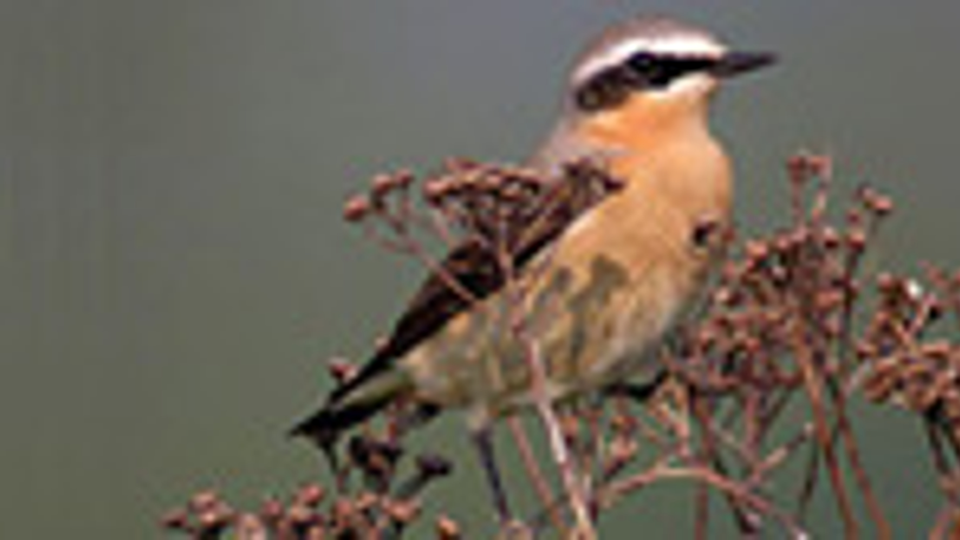 vv_newsimg_111808.jpg