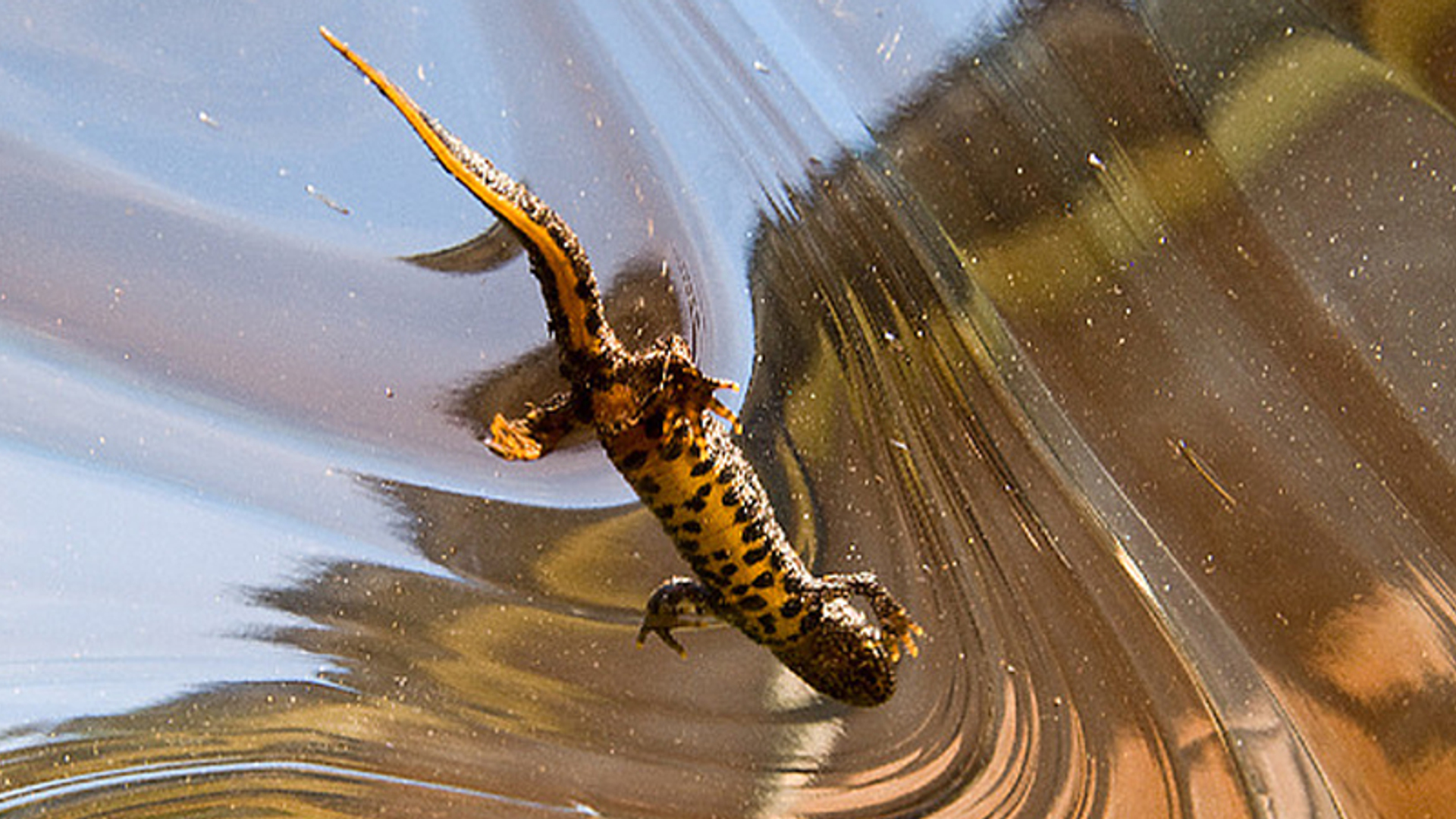 Kleine watersalamander