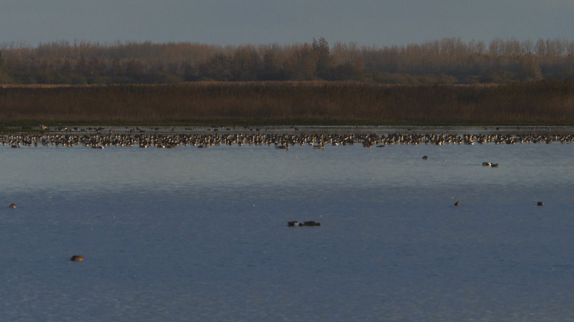 Vogels tellen_frame_3765