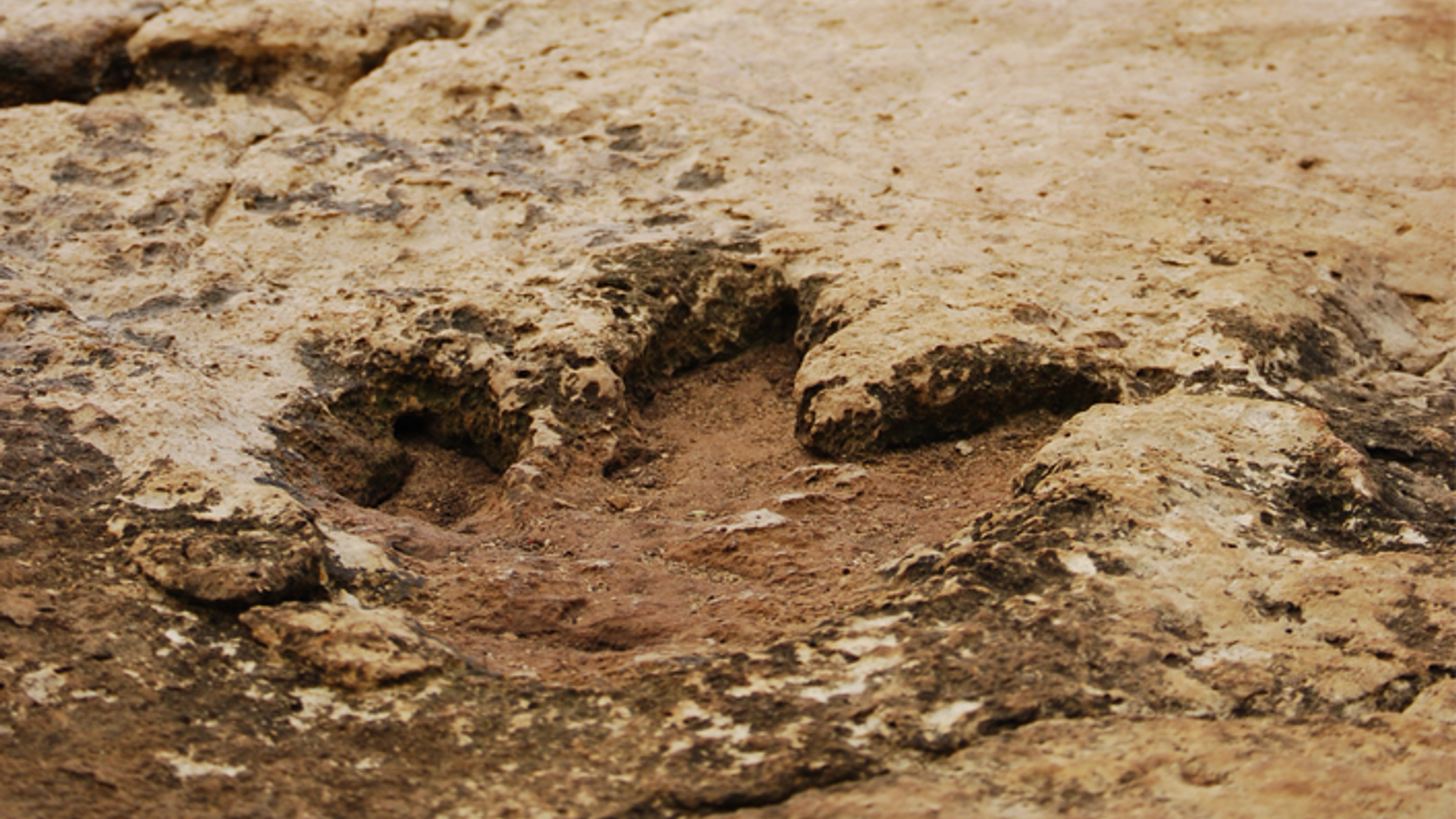 dino_07.jpg