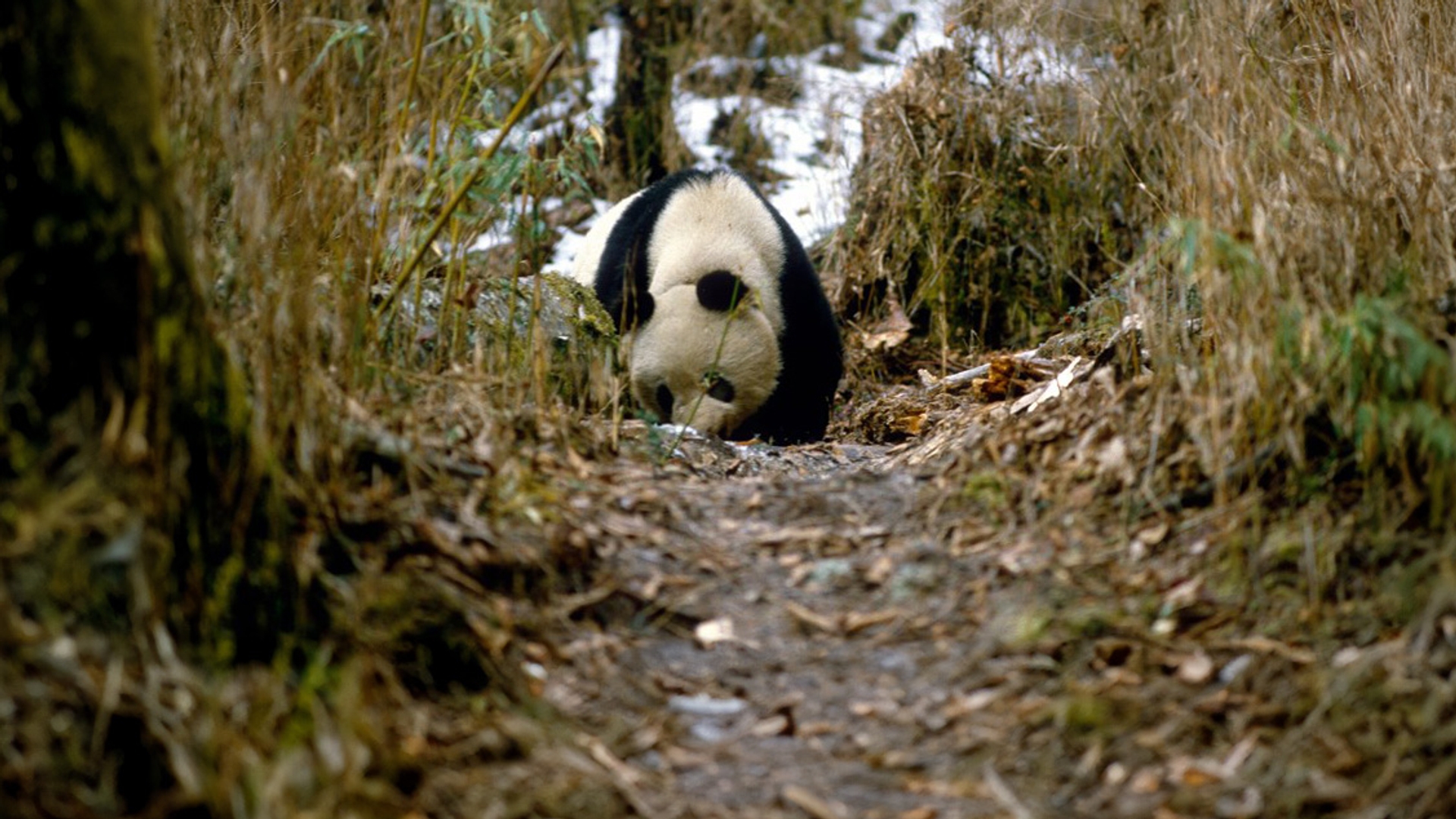 PANDA WWF