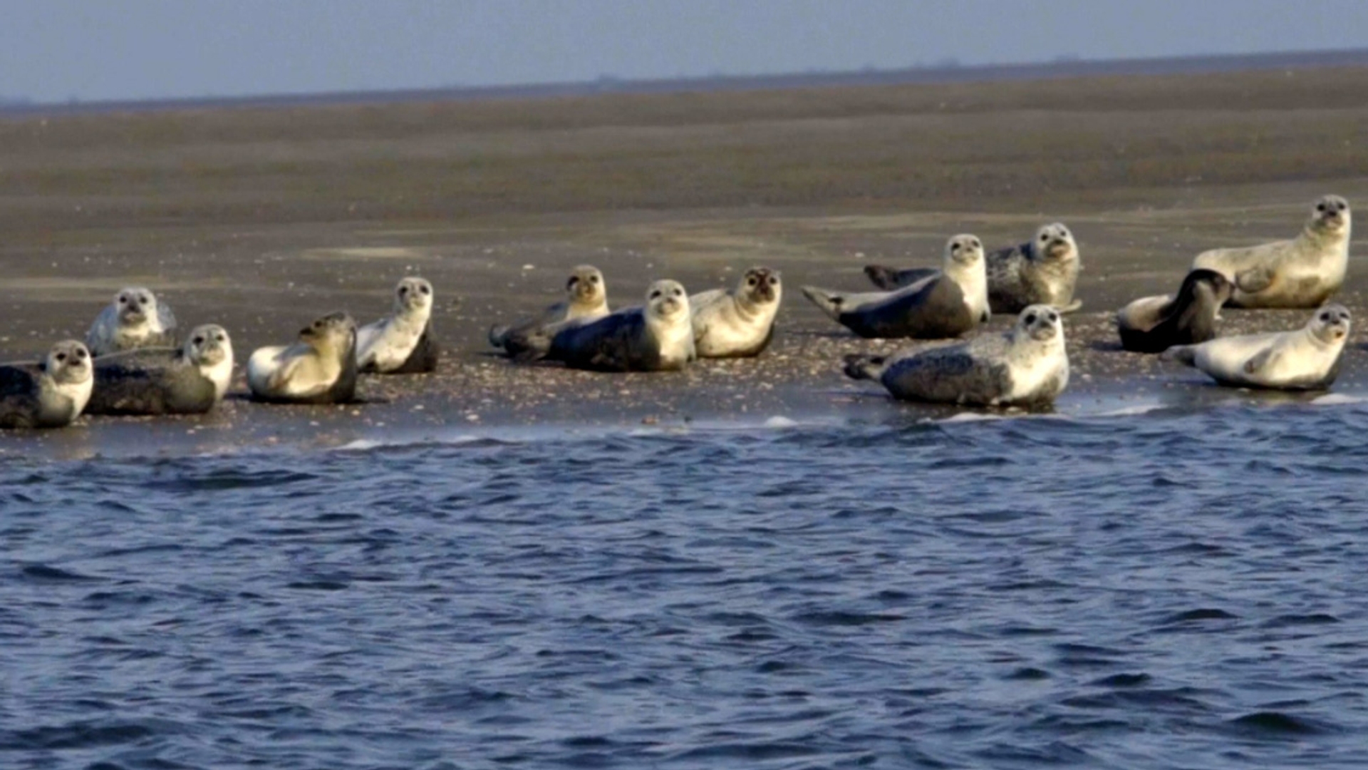 zeehonden voornse duin tv