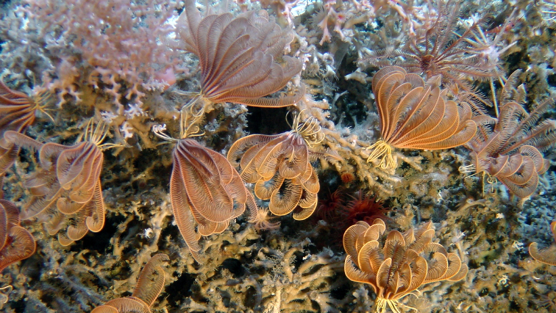 Diepzee koraal - koudwater koraal met crinoides - foto NIOZ