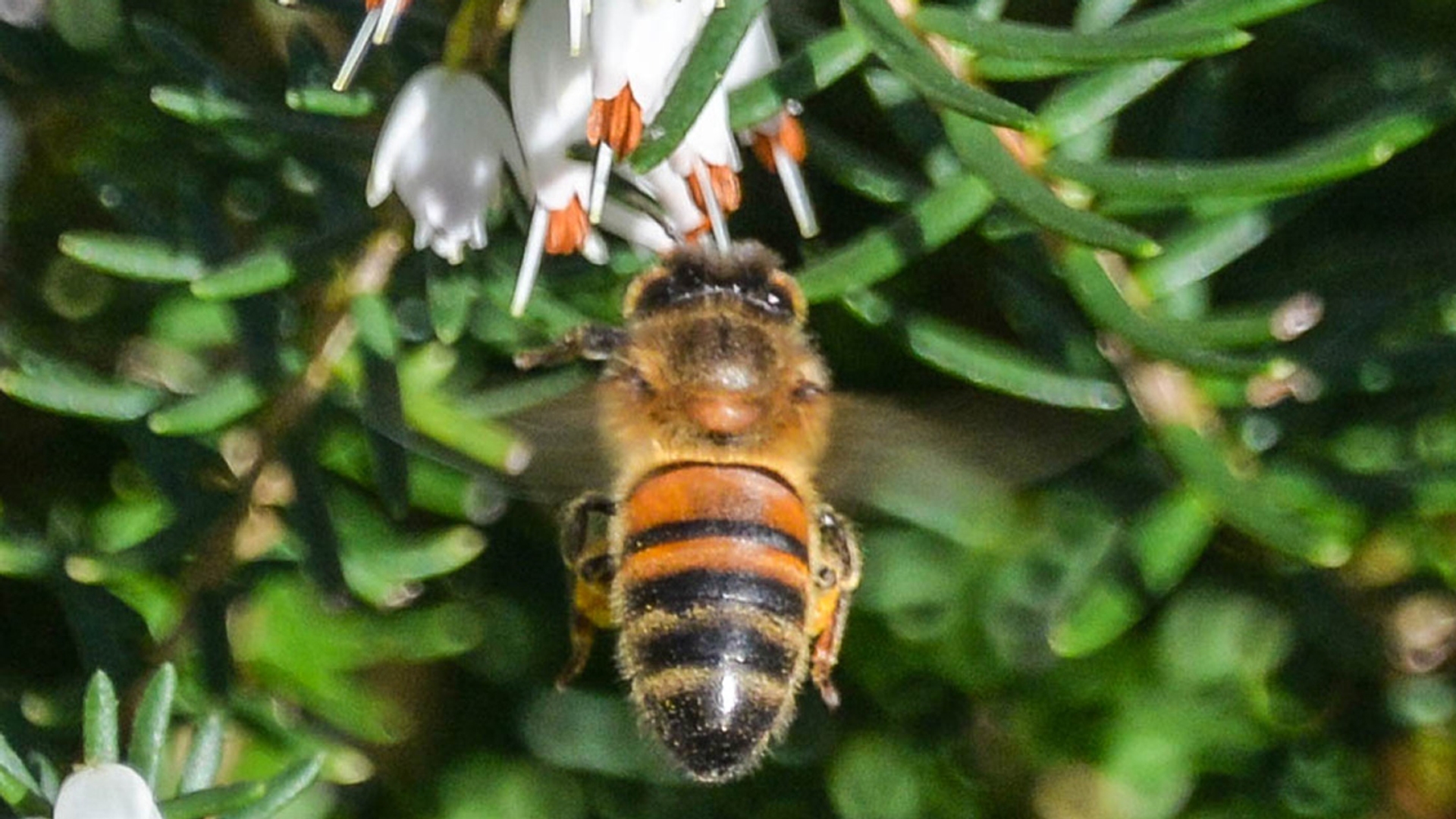 Honingbij met winterheide door Gerhard Monkhorst
